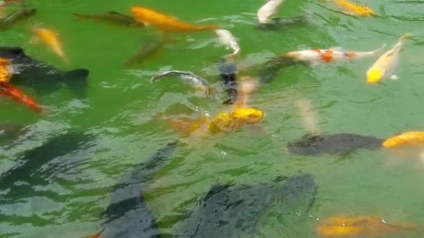 Koi-Fische und Silberkarpfen im Teich essen. — Stockvideo