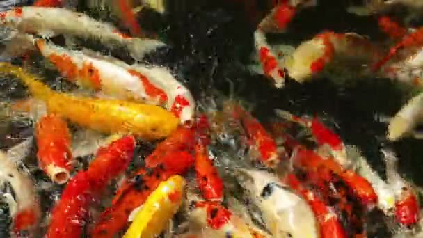 Koi fish in pond eating. — Stock Video