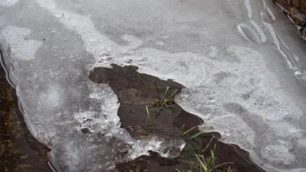 Primo piano dello scioglimento del ghiaccio in pozzanghera, timelapse — Video Stock