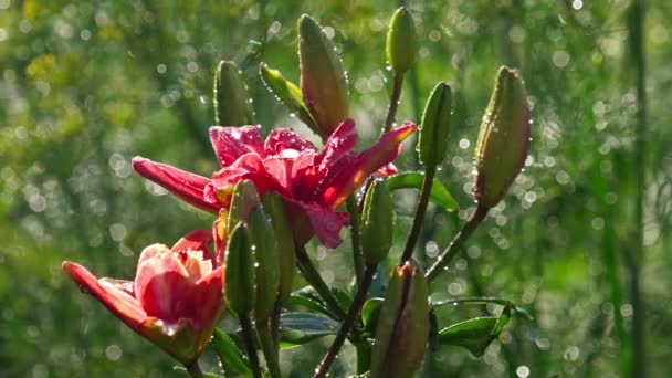 ピンクのユリの花の雨の後 — ストック動画