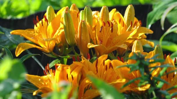 Flor de lirio amarillo bajo lluvia — Vídeos de Stock