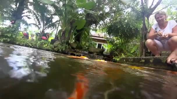 Poisson koï sous-marin dans l'étang manger . — Video