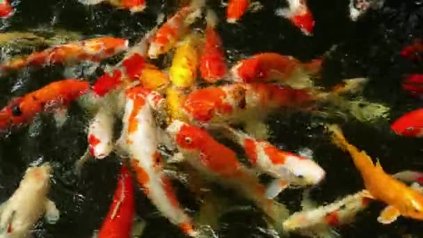 Peces koi en el estanque comiendo . — Vídeos de Stock