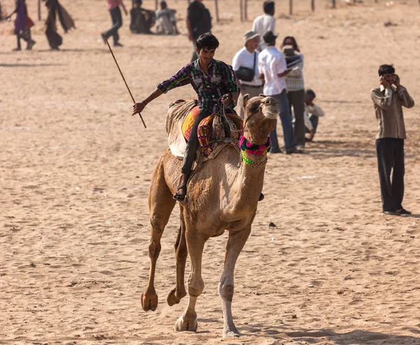 Индийские верблюды на Пушкарской ярмарке — стоковое фото