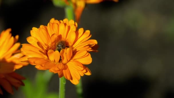 Biene auf einer orangefarbenen Ringelblume — Stockvideo