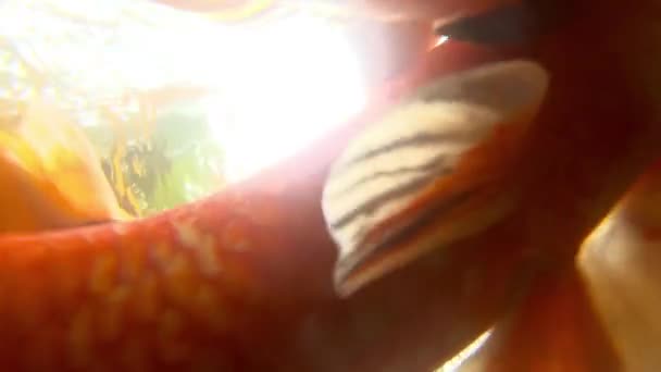 Underwater Koi fisk i dammen äter. — Stockvideo