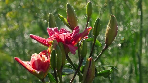 Pink Lily flower after rain — Stock Video