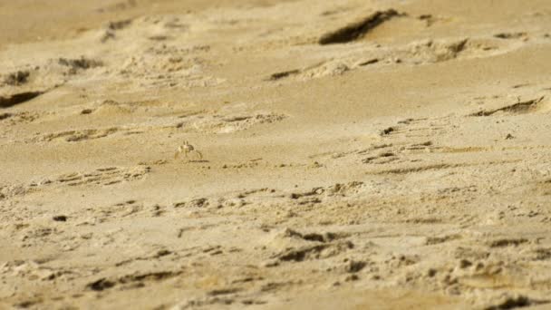Cangrejo en la playa de arena — Vídeo de stock