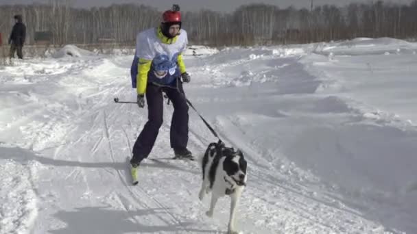 Husky-Hund und Sportlerin bei Skijöring-Wettkämpfen — Stockvideo