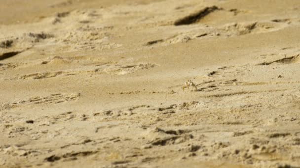 Cangrejo en la playa de arena — Vídeos de Stock