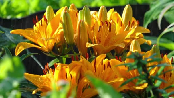 Gelbe Lilienblüte im Regen — Stockvideo