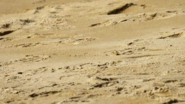 Crabe sur la plage de sable — Video