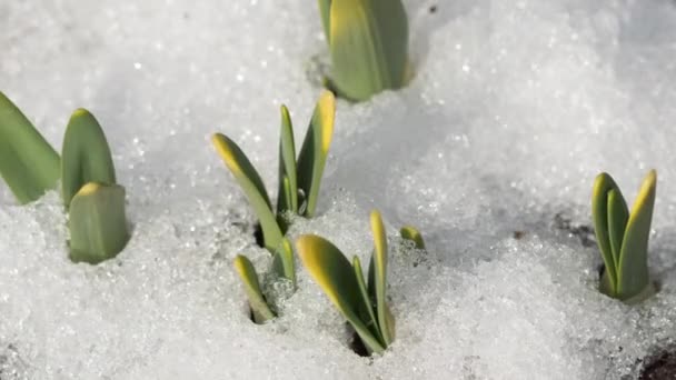 时间飞逝的融化的雪镜头 — 图库视频影像