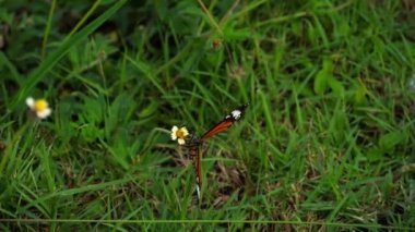 Çiçekteki kral kelebeği