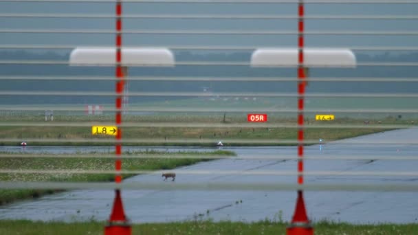 Lebre na pista do aeroporto de Dusseldorf — Vídeo de Stock