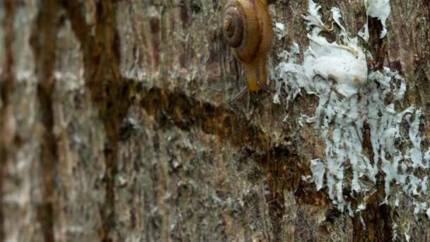 Rastejamento de caracol de jardim, macro — Vídeo de Stock