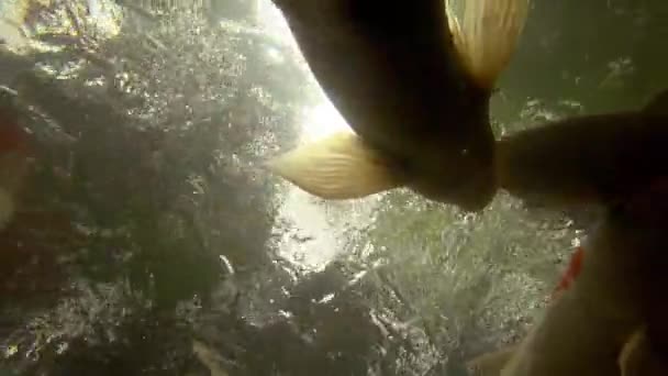 Onderwater Koi vissen in de vijver eten. — Stockvideo