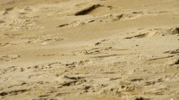 Краб на песчаном пляже — стоковое видео