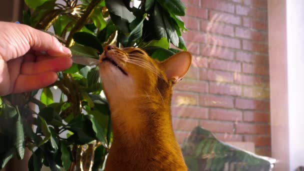 Abisinio gato comer crema sopa — Vídeos de Stock