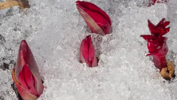 Time-Lapse shot of melting snow — Stock Video