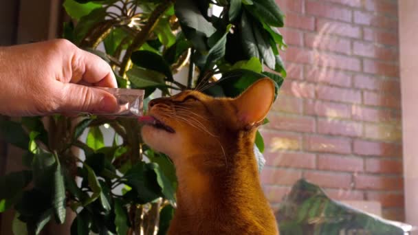 Abyssinian cat eat cream soup — Stock Video