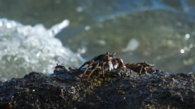 Sahilde rock üzerinde Yengeç