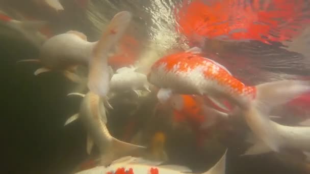 Peces Koi bajo el agua en el estanque comiendo . — Vídeo de stock