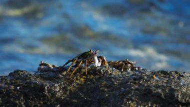 Sahilde rock üzerinde Yengeç