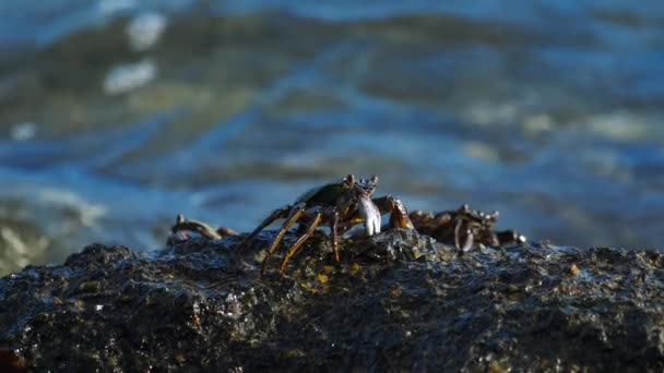 Granchi sulla roccia in spiaggia — Video Stock