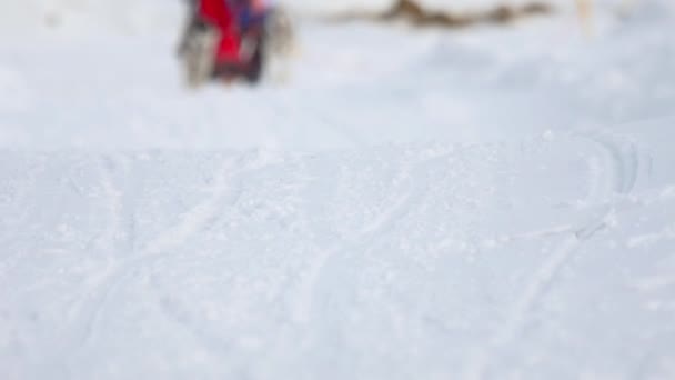 Μεγαλόσωμος σκύλος και γυναίκα αθλητή κατά τη διάρκεια αγώνων skijoring — Αρχείο Βίντεο