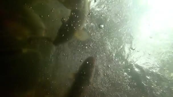 Підводні риби Кої в ставку їдять . — стокове відео