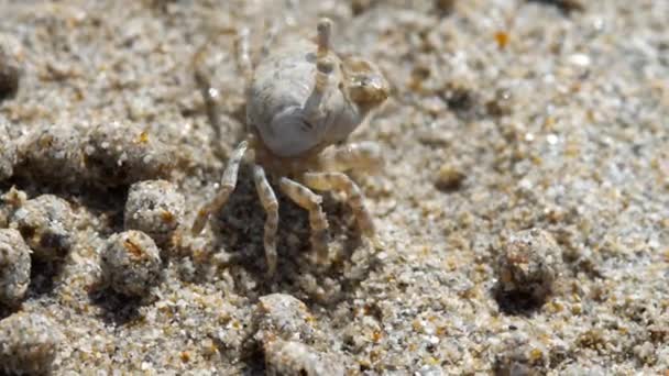Sand bubbler crab, close-up — Stock Video