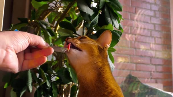 Abisinio gato comer crema sopa — Vídeo de stock