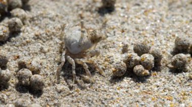 Kum bubbler yengeç, yakın çekim
