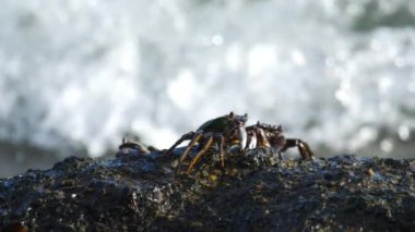 Sahilde rock üzerinde Yengeç