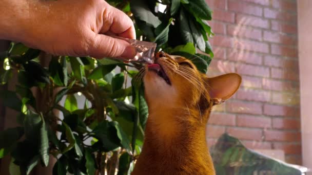 Abyssinian kedi krema çorbası yemek — Stok video