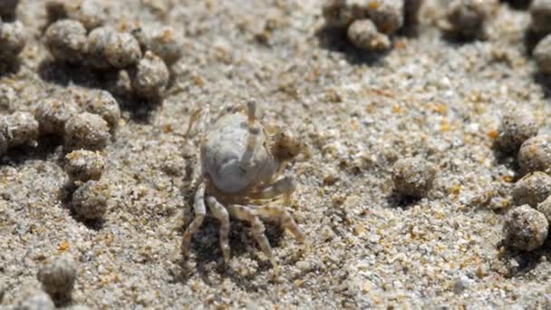 Sand bubbler crab, close-up — Stock Video