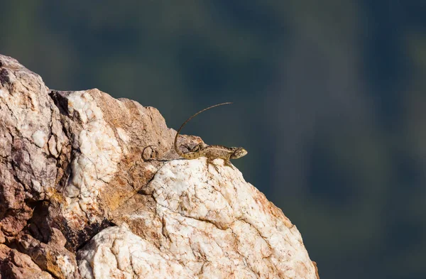 Iguanna sitter på en sten — Stockfoto