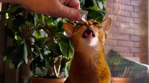 Abisinio gato comer crema sopa — Vídeos de Stock