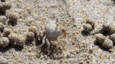 Kum bubbler yengeç, yakın çekim