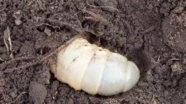Toprakta böcek larvası olabilir, timelapse