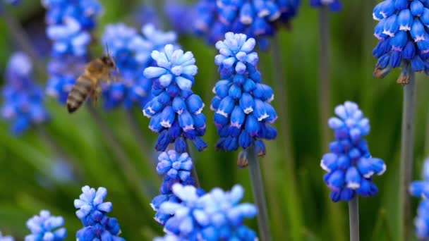 Abeja volando cerca de flor Muscari — Vídeos de Stock