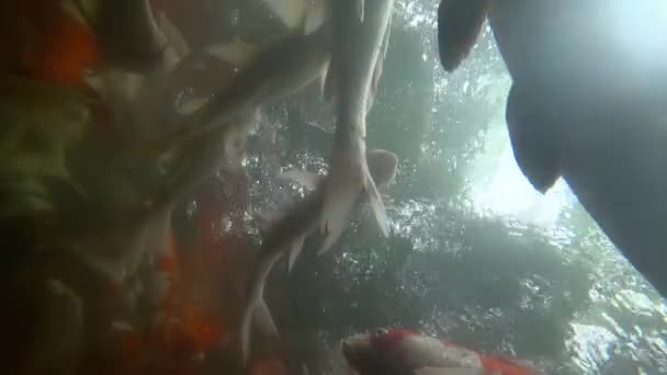 Underwater Koi fisk i dammen äter. — Stockvideo