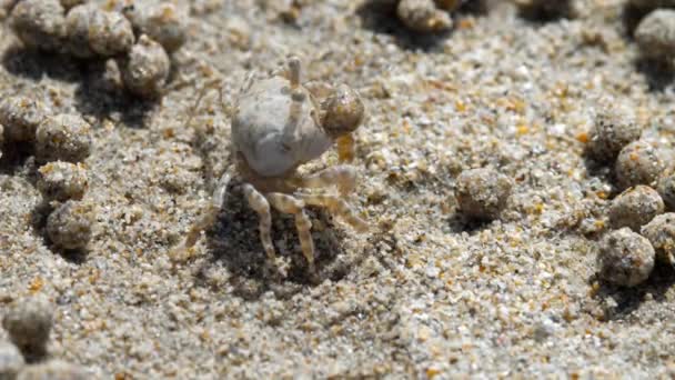 Sand bubbelflaskan krabba, närbild — Stockvideo