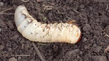 Toprakta böcek larvası olabilir, timelapse