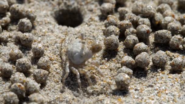 Sand bubbelflaskan krabba, närbild — Stockvideo