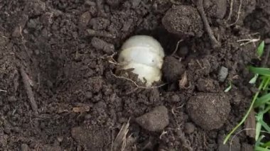 Toprakta böcek larvası olabilir, timelapse