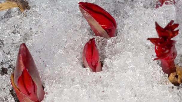 Time-Lapse shot of melting snow — Stock Video