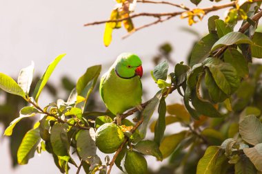 Guava ağacında papağan