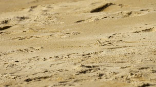 Crab pe plaja de nisip — Videoclip de stoc
